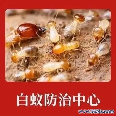 现金九游体育app平台增强公众的白蚁防治意志-九游「中国」jiuyou·官方网站-登录入口